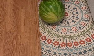 Olive the Jack Russell Rolling into Summer With Watermelon