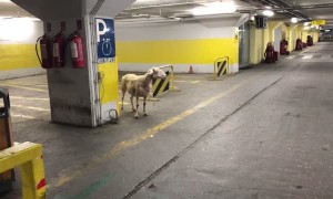 Finding a Sheep in a Parking Garage