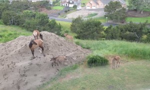 Baby Elk Play King of the Hill on Oregon Coast