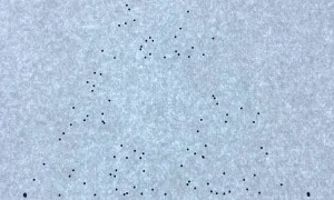 Man Demonstrates The Sierpinski Triangle in Mathematical Visual