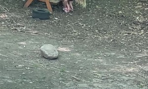 Goat Kid Jumps On Top of Human Kid