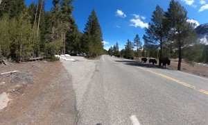Biking Past a Large Bison Herd in Yellowstone