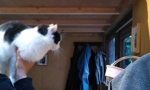 Cat Needs a Gentle Toss to Reach Food Perch