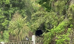 Magpie Torments Cat Walking Across Fence