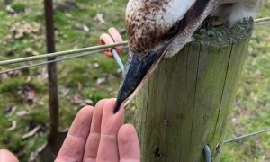 Kookaburra Mistakes Finger For Food
