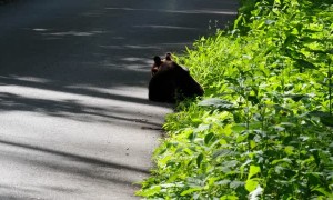 Couple of Cubs Wrestle in the Road