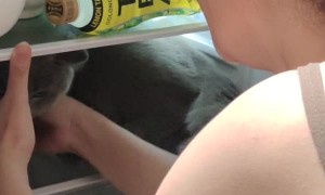 Kitty Cools off in Fridge