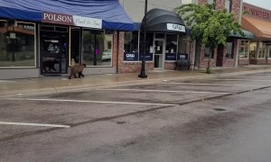 Bear Goes Window Shopping