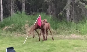 Baby Moose Play in Back Yard