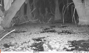 Big Swamp Gator Crawls by Trail Camera