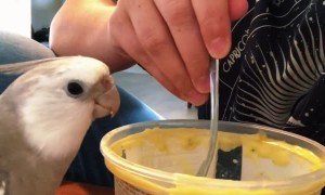 Soup the Cockatiel Head Bangs to Spoon Taps