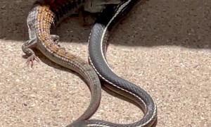 Backyard Duel Between Snake and Lizard