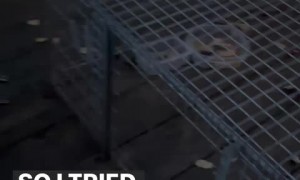 Empty plastic jar almost killed this baby fox