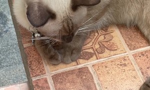 Cat Copies Coin Trick