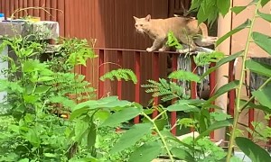 Cat Seems Unbothered by Territorial Bird