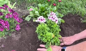 Pup Helps Plant Flowers