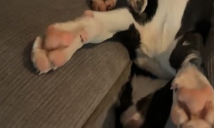 Puppy Falls Asleep Between Couch Cushions