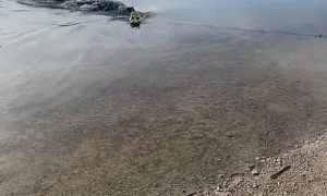 Alligator Attacks RC Boat in Florida Everglades