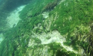 Turtle Sports Stylish Algae Hairdo