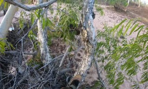 Buffalo Attacks Hunter After Rescuing It