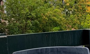 Tree Goes Traveling By