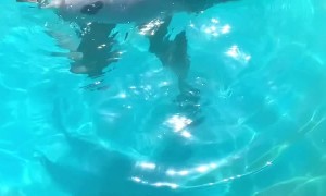 Pig Keeps Cool in the Pool