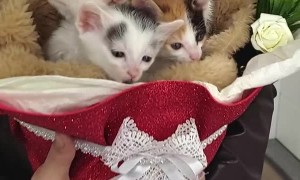 Coming Home to an Adorable Bouquet of Kittens