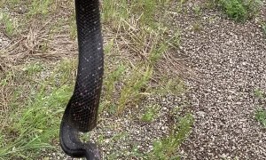 Found a Weird Stick on a Hay Bale