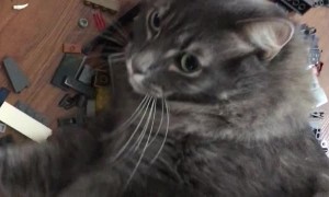 Fluffy Kitty Rolls Around in LEGOs