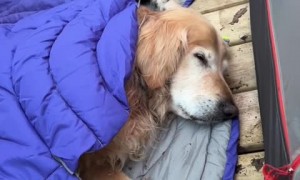 Golden Retrievers have tent slumber party