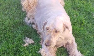 Dog Grooming Gone Horribly Wrong