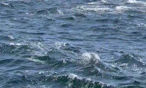 Large Pod of Dolphins on the Move