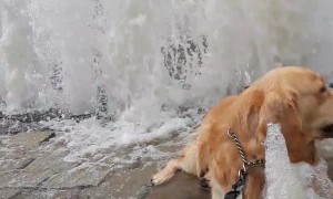 Cubby The Golden Enjoys Fountain