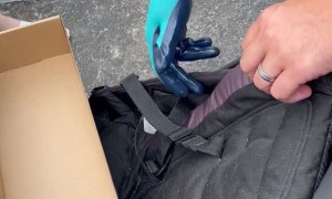 Baby Bat  Stows Away on Stroller