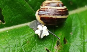 Flower Makes Cute Accessory for Snail