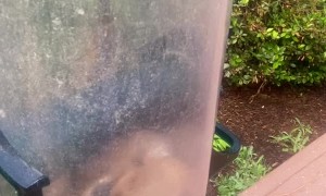 Chubby Cheeks Complicate Chipmunk's Exit Strategy