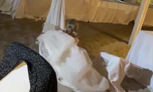 Bride's Acrobatics Attempt Fails at Wedding