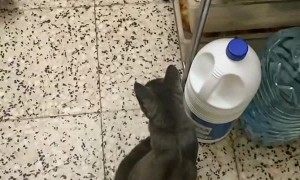 Bringing the Wrong Cat Home