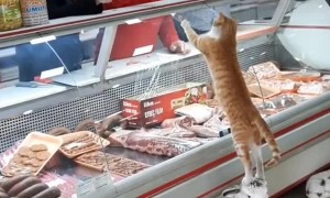 Butcher Gives Visiting Kitty a Generous Treat