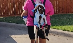 Efficiently Carrying Animals to an Educational Program
