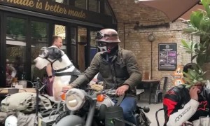 Cool Dog Rides in Vintage Motorcycle Sidecar