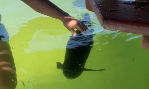 Friendly Fish Approaches Couple for Attention