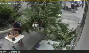 Falling Tree Very Nearly Hits Boy