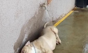 Playful Pitbull Makes a Splash