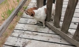 Too Many Peanut Butter Bones Gets Dog Stuck in Gate