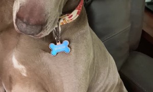 Merlin the Butterfly Whisperer