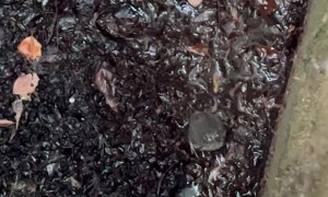 Woman Rescues Baby Bird Stuck in Storm Drain