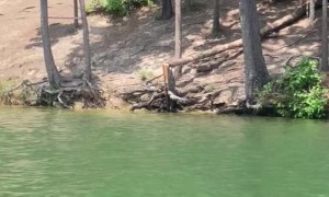 Woman Faceplants During Rope Swing Fail