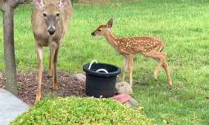 Mama Deer Introduces Her Babies