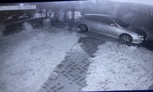 Dogs Chase Off Uninvited Guests